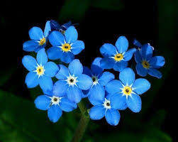 forget me nots