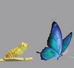 Growth