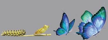 Growth